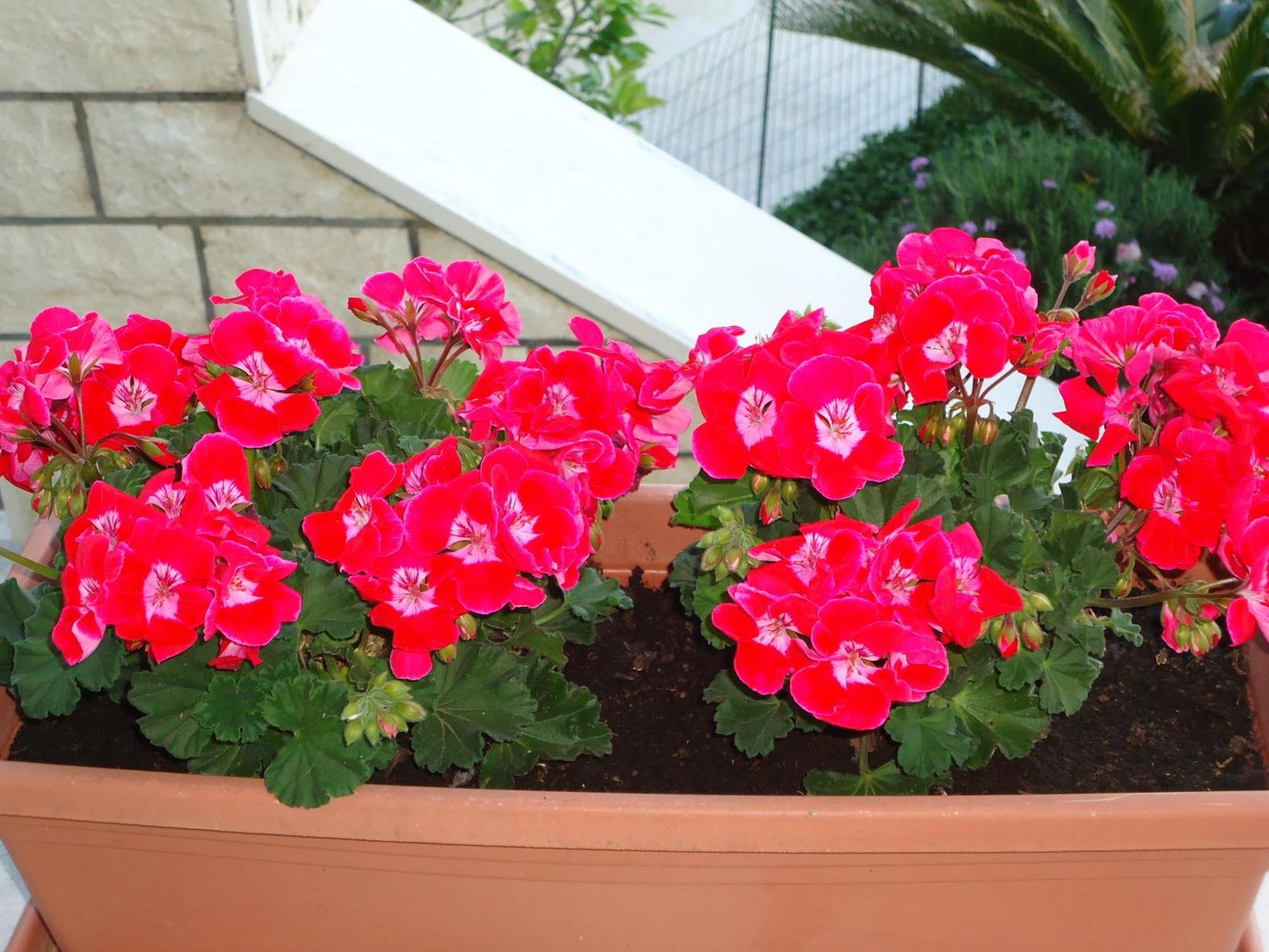 Guest house Peric 3*